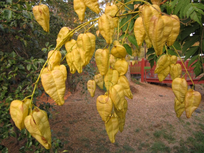 chinese gardens weaverville